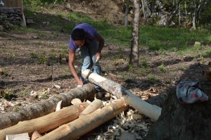 Pelage des bois à la plane