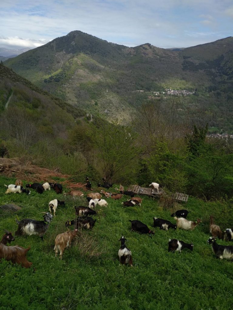 Chèvres pyrénéennes en parcours