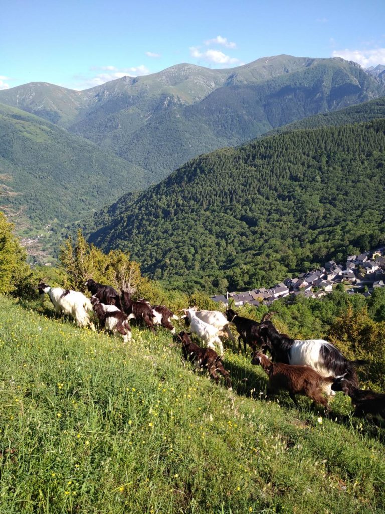 Troupeau de chèvre pyrénéenne à la montagne