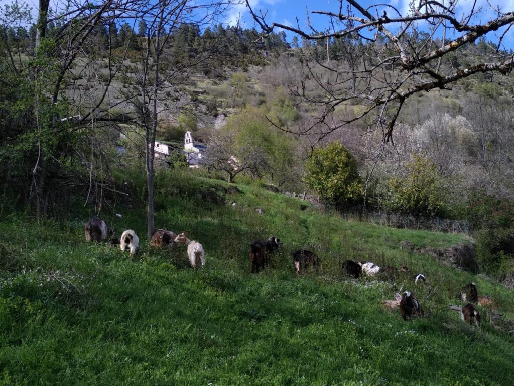 nettoyage des abors du village par les chèvres